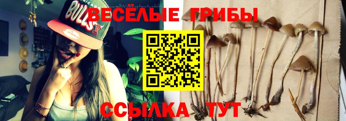 Галлюциногенные грибы прущие грибы  Вход с VPN  Артёмовский  Псилоцибиновые грибы Psilocybine cubensis 